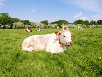 White bull lying in spring sunshine in green grass field under blue sunny sky