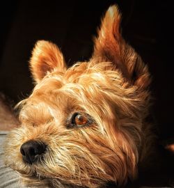 Close-up portrait of dog