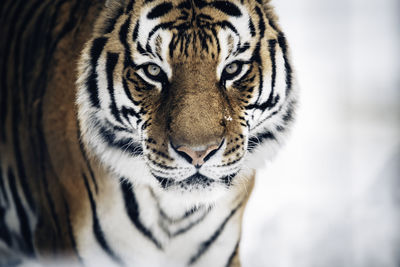 Close-up portrait of tiger