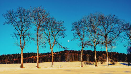 Bare trees on field against clear blue sky