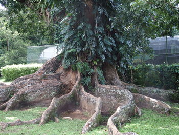 Trees growing in a park