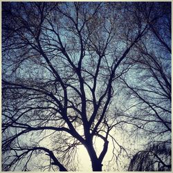 bare tree