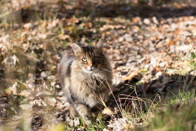 Portrait of cat sitting on field