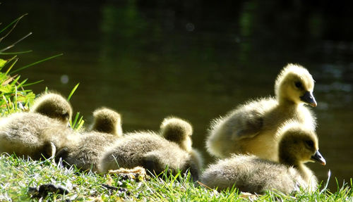 Swan in a grass