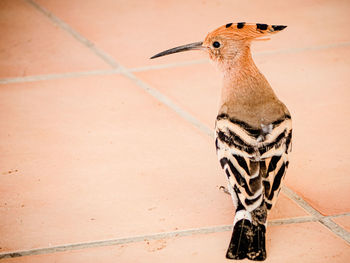 View of bird standing on floor