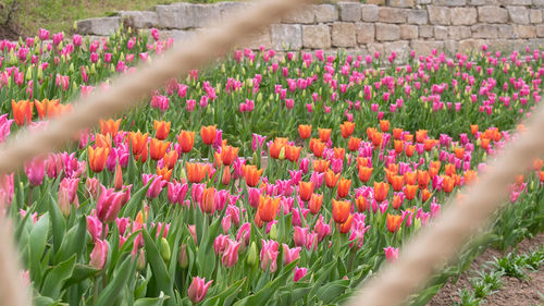 Close-up of pink tulip flowers on field