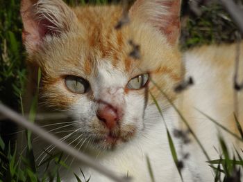 Close-up portrait of cat