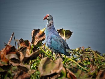 Close-up of bird perching on shore