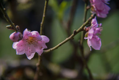 Close-up of pink cherry blossoms in spring