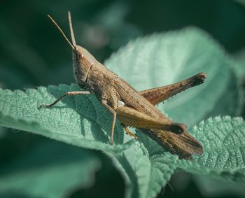 Close-up of insect on leaf