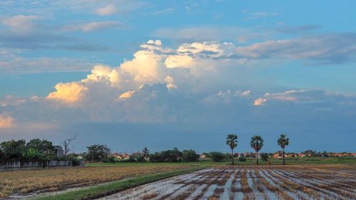 Scenic view of agricultural field against sky
