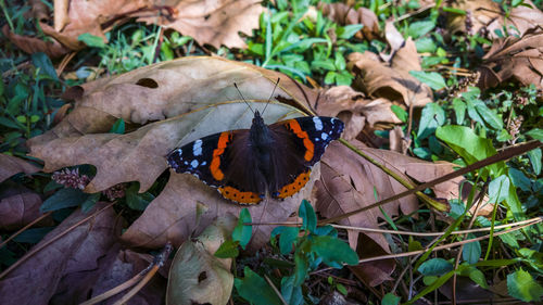 Close-up of butterfly on leaf