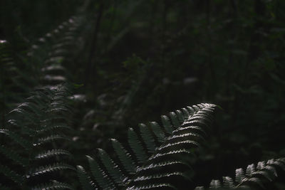 Close-up of plant