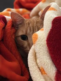 Close-up portrait of a cat