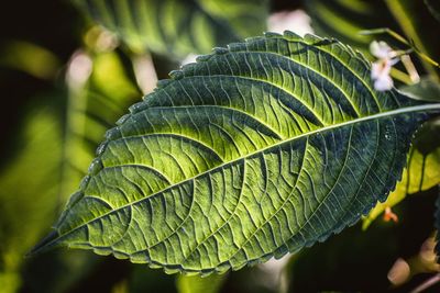 Close-up of leaf