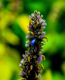 Close-up of purple flowering plant