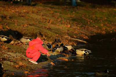 High angle view of boys crouching by ducks and lake