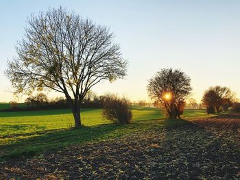 Bare trees on field against sky