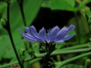 Close-up of flower blooming outdoors