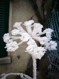 Close-up of snow on plant
