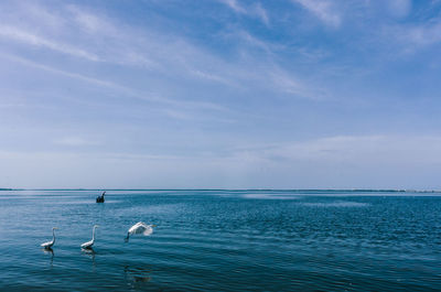 Swans swimming in sea against blue sky