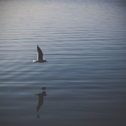 Birds in calm water