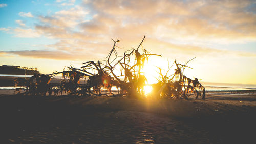 Silhouette trees on beach against sky during sunset