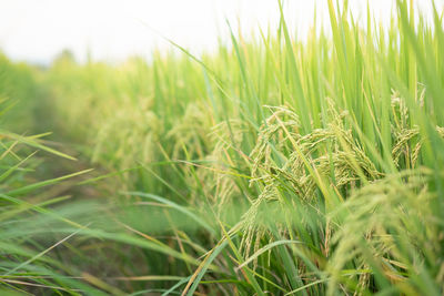 Close-up of stalks in field