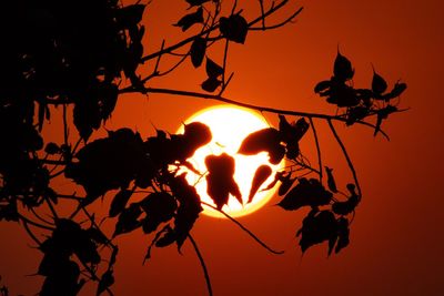 Silhouette plants against orange sky