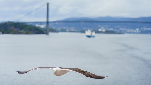 Seagulls flying over sea against sky