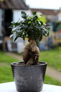 Close-up of potted plant