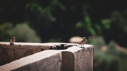 Bird perching on a wall