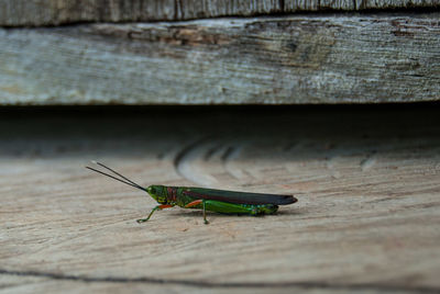 Close-up of grasshopper on wood