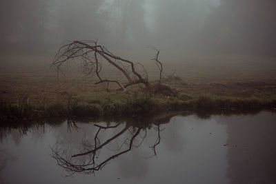 Reflection of tree in lake against sky