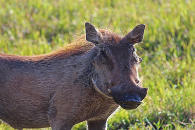 Close-up of a horse on field