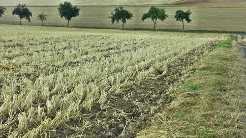 Crops growing on field