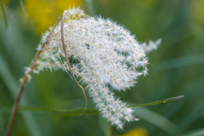 Close-up of white dandelion flower