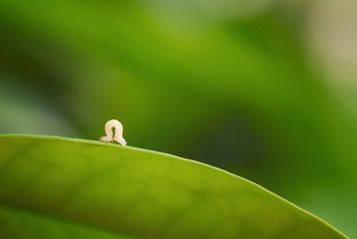 Close-up of insect on leaf