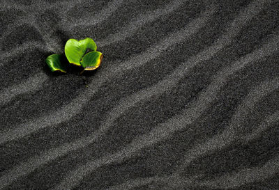 High angle view of small plant on sand
