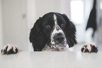 Close-up portrait of dog at home