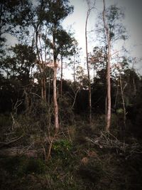 Trees in forest against sky