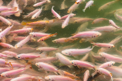 Fish swimming in sea