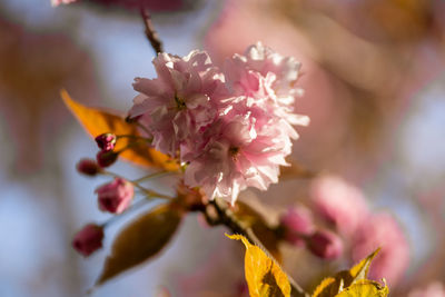 Close-up of pink cherry blossom