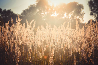 View of stalks in field against sky at sunset