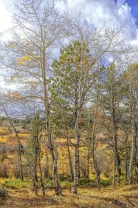 Scenic view of trees against sky