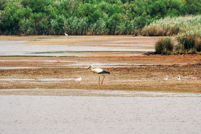 Side view of a bird on water