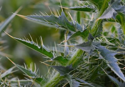 Close-up of cactus plant