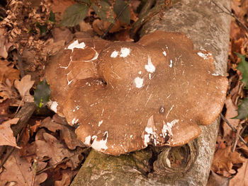 High angle view of mushrooms growing on field