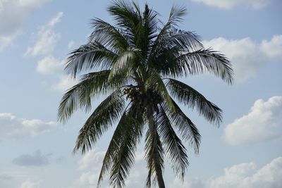 Low angle view of palm tree against sky