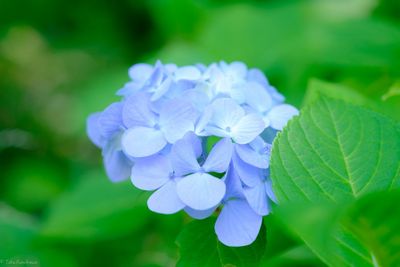 Close-up of blue flowers blooming in park